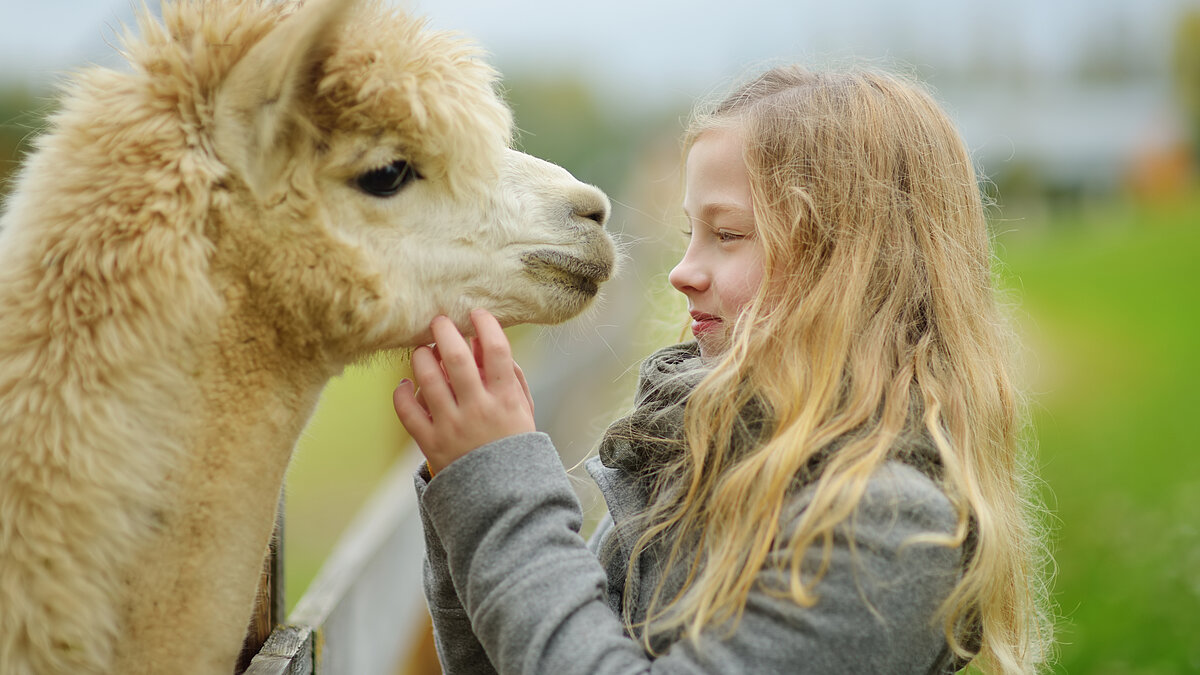 Cute young girl stroking an alpaca at a farm zoo on autumn day. Child feeding a llama on an animal farm. Kid at a petting zoo at fall. Lama-Abenteuer in Weilburg