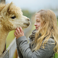 Cute young girl stroking an alpaca at a farm zoo on autumn day. Child feeding a llama on an animal farm. Kid at a petting zoo at fall. Lama-Abenteuer in Weilburg