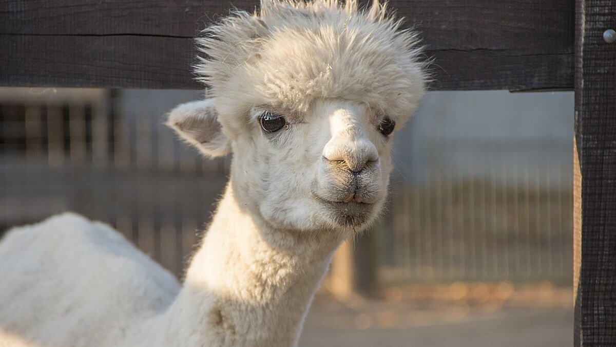 Lama-Abenteuer in Weilburg