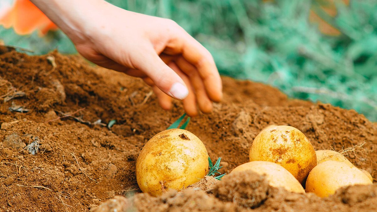Wie wachsen Kartoffeln?